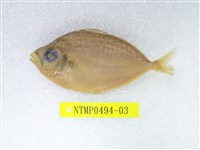 藏品(黃斑鰏)的圖片